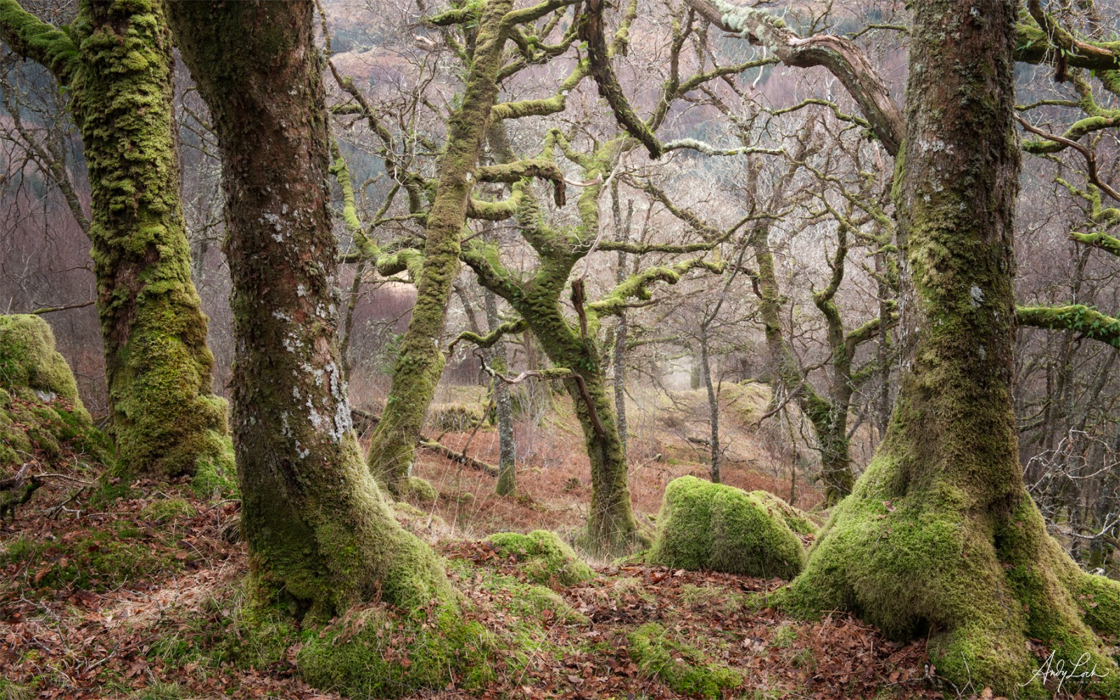 Onlookers - Andy Lock Photography