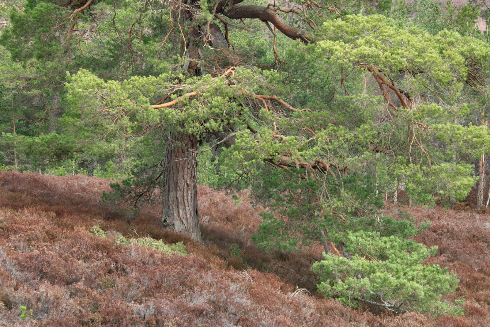 A Scots Pine in Glen Lui photographed by Andy Lock