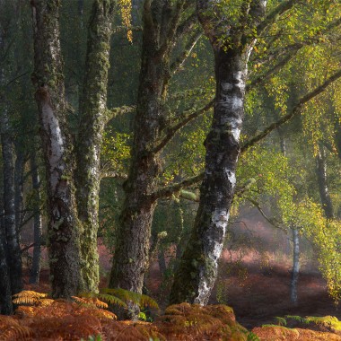 Golden Silence by Andy Lock Photography