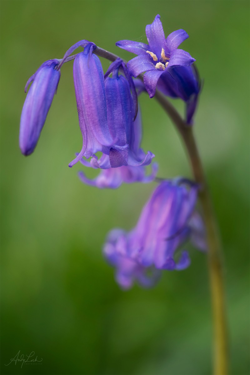The Spring Blues | Bluebells