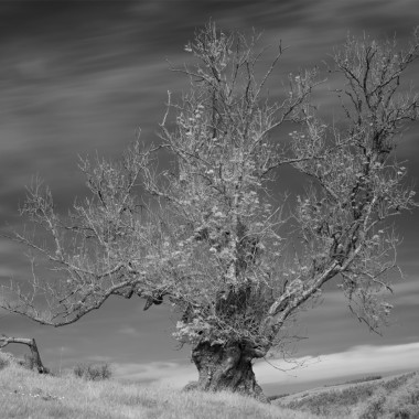 Rising from the Ashes - Andy Lock Photography