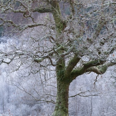 Silver Oak - Andy Lock Photography