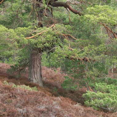 A Scots Pine in Glen Lui photographed by Andy Lock
