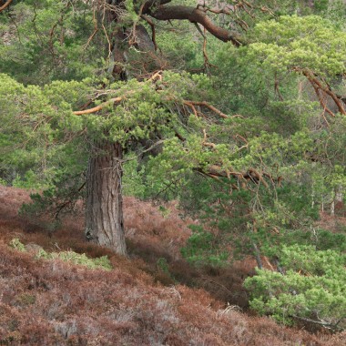 Before the Heather Turns - Glen Lui - Andy Lock Photography