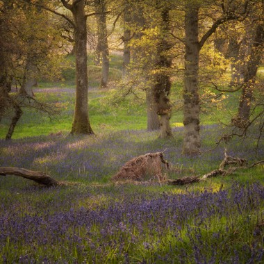 Kinclaven Bluebell Woods