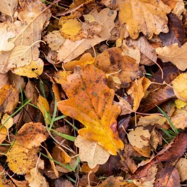 Autumn Colours | Pitlochry