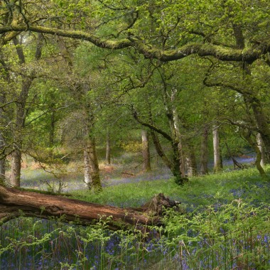 Among the Island Oaks - Andy Lock Photography
