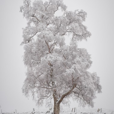 Winter Birch 4 | Perthshire