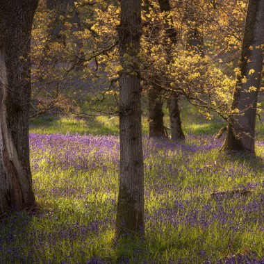 Kinclaven Bluebell Woods