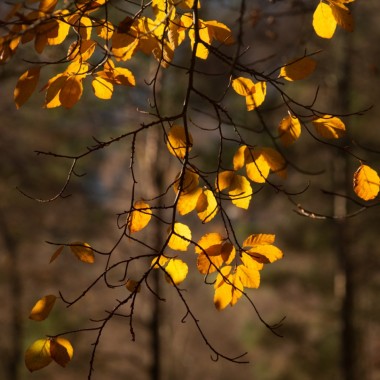 Autumn Leaves Glenlyon