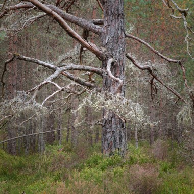 Going Out On A Limb | Cairngorms National Park