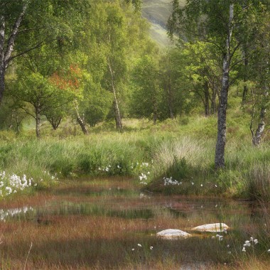 Cotton Grass Views - Andy Lock Photography
