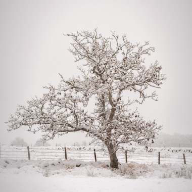 Winter Birch 3 | Perthshire