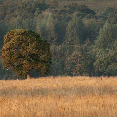 Oak Tree in morning Sunlight by Andy Lock Photography
