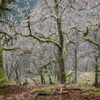 The Gathering - Andy Lock Photography