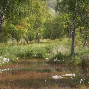 Amongst the Cotton Grass - Andy Lock Photography