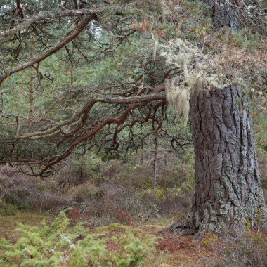 The Keeper of the Forest | Cairngorms National Park