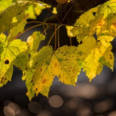 Sycamore Leaves | Near Dunkeld