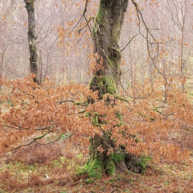 Autumn Oak - Andy Lock Photography