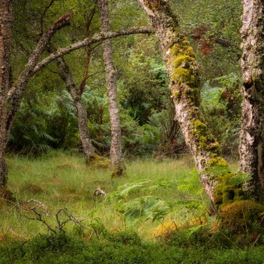 Rothiemurchus Forest | Cairngorms
