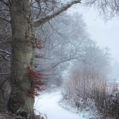 Snow on the Beech | Nikon D810 |Perthshire