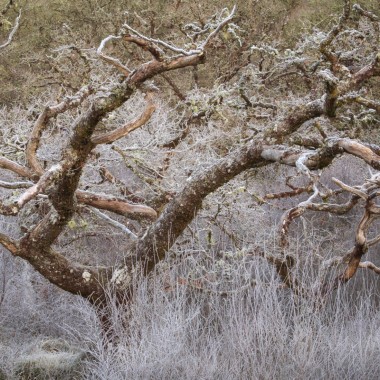 Twisted Oak on Scotland West Coast Rainforest