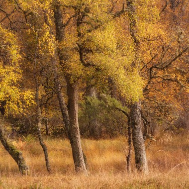 Autumn Colours - Birch Trees