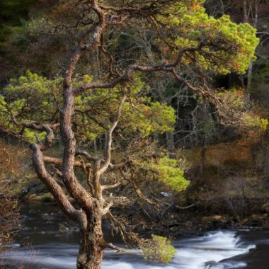 River Tummel Pine
